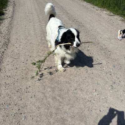 Hundetreffen-Gassigesellschaft gesucht-Bild