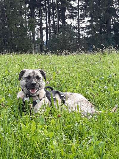 Fotochallenge No. 26                                     Wald und Wiese-Beitrag-Bild