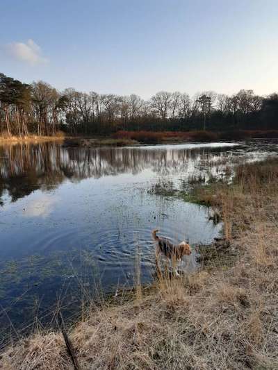 Fotochallenge No. 26                                     Wald und Wiese-Beitrag-Bild