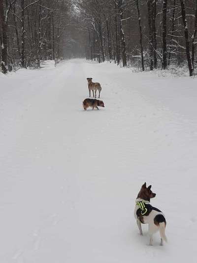 Fotochallenge No. 26                                     Wald und Wiese-Beitrag-Bild