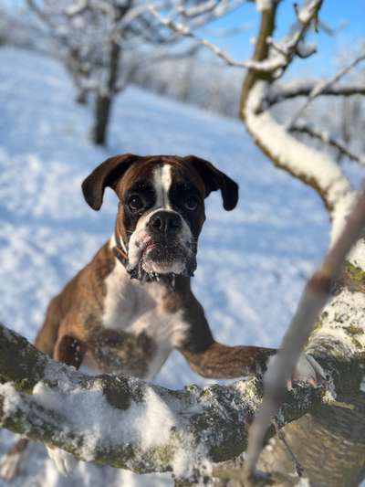 Hundetreffen-Gemeinsame Runde-Bild