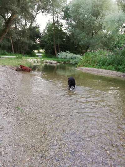 Hundeauslaufgebiet-Paar Ottmaring-Bild