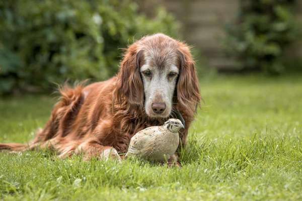 Die Dogorama Kalender Challenge 4/4-Beitrag-Bild