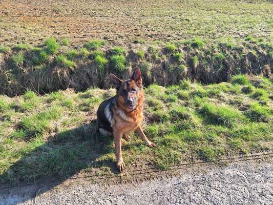 Hundetreffen-Gassirunde, Spielrunde, egal, Hauptsache die Hunde haben Spaß 🙂🙃-Bild