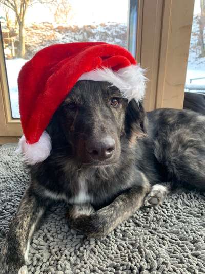 It's beginning to look a lot like.....-Beitrag-Bild