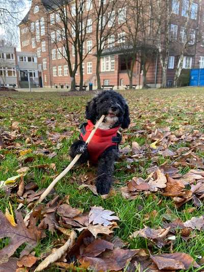 Alles rund um den Pudel-Beitrag-Bild