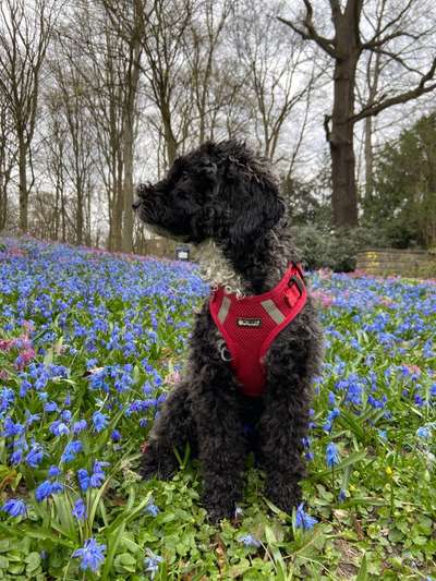 Alles rund um den Pudel-Beitrag-Bild