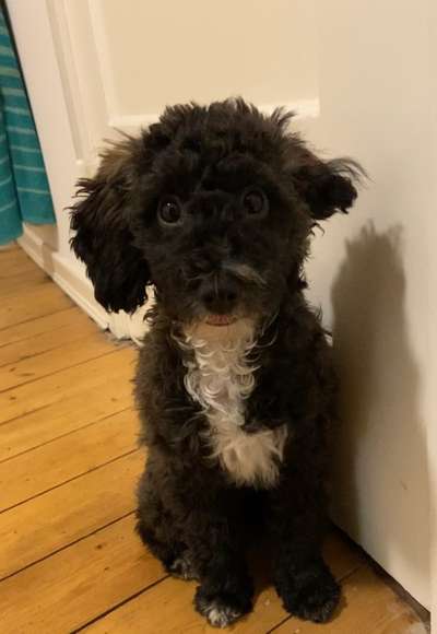 Die besten Hundeblicke 🐾❤️-Beitrag-Bild