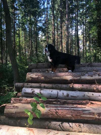 Berner Sennen-Beitrag-Bild