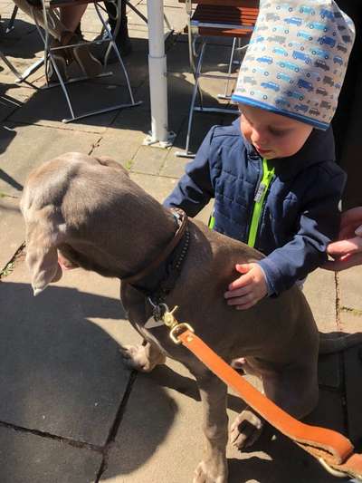 Weimaraner-Beitrag-Bild