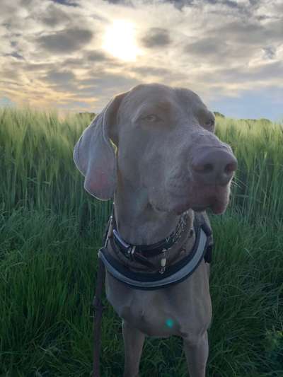 Weimaraner-Beitrag-Bild