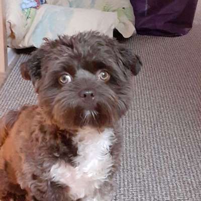 Sih Tschu-Beitrag-Bild