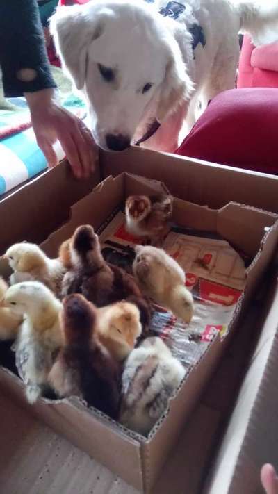 Herdenschutzhunde und Herdi-Mixe-Beitrag-Bild