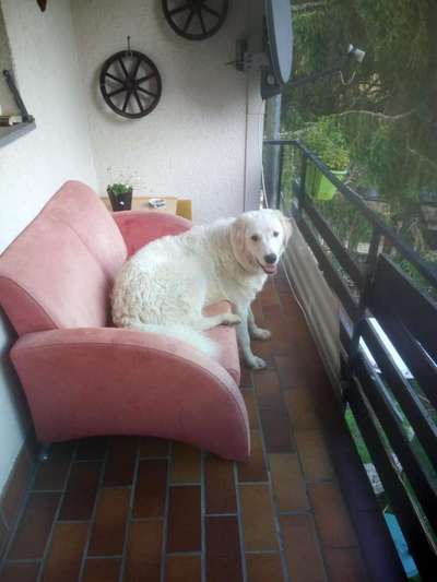 Herdenschutzhunde und Herdi-Mixe-Beitrag-Bild