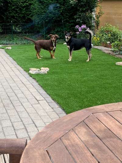 Hunde aus Griechenland-Beitrag-Bild