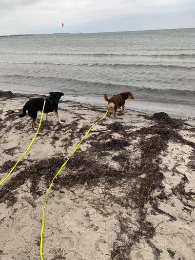 Hunde aus Griechenland-Beitrag-Bild