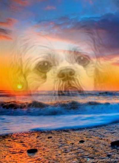 Photomontagen mit Hund-Beitrag-Bild