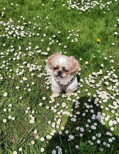 Shih Tzu von Jung bis Senioren-Beitrag-Bild