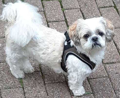 Shih Tzu von Jung bis Senioren-Beitrag-Bild