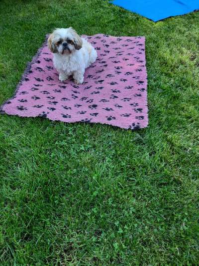 Shih Tzu von Jung bis Senioren-Beitrag-Bild