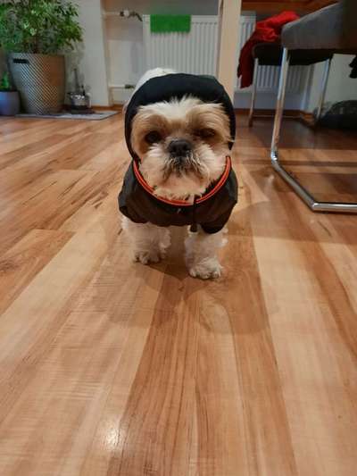 Die Dogorama Wochen Challenge-Beitrag-Bild