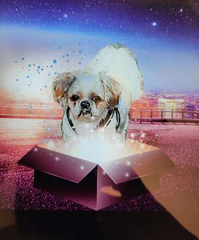 Photomontagen mit Hund-Beitrag-Bild