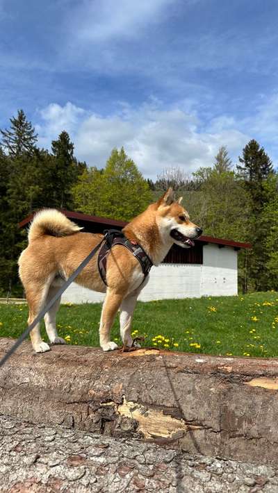 Hundetreffen-Hundefreunde, Austausch, Gassi, Spieltreff-Bild