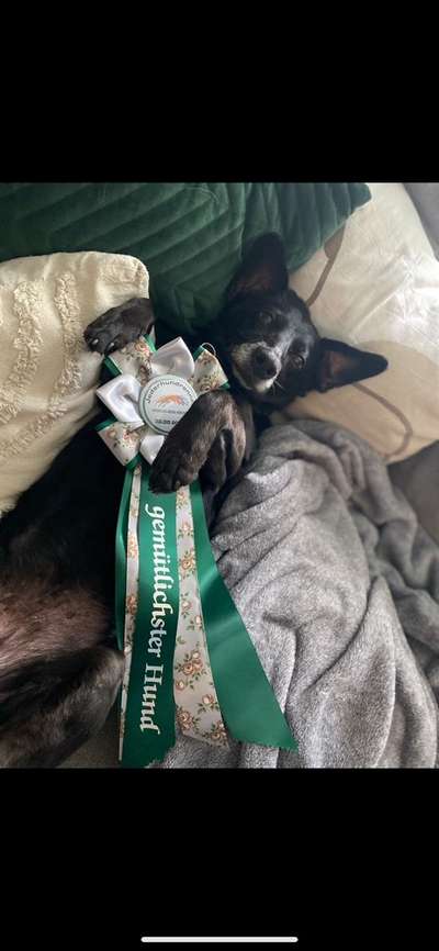 Hundetreffen-Spazieren mit Archie & gegenseitige Hundebetreuung-Bild