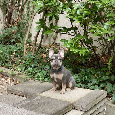 Hundetreffen-Spiel & hundetraining im Reesepark 🤩-Bild