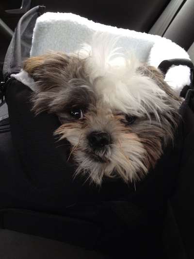 Hunde Porträt (Portrait) Galerie....-Beitrag-Bild