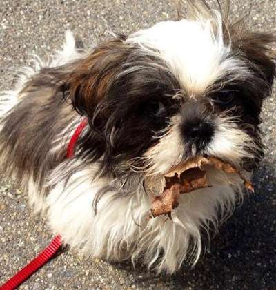 26. Farben Fotochallenge "Herbstfarben"-Beitrag-Bild