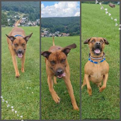 Rhodesian Ridgeback-Beitrag-Bild