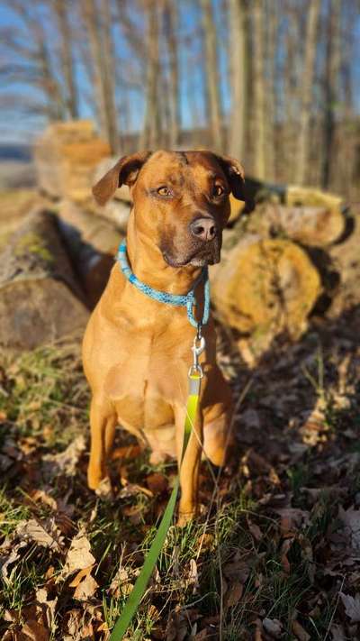 Rhodesian Ridgeback-Beitrag-Bild