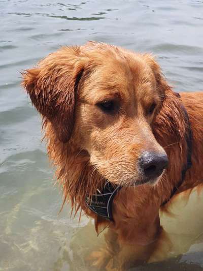 Hundetreffen-Social Walk mit ev. kurze Trainingssequenzen-Bild