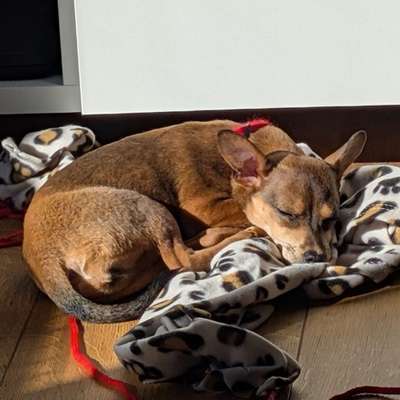 Hundetreffen-Gemeinsame Spaziergänge und natürlich Toben-Bild