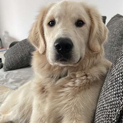 Hundetreffen-Suche Gassipartner oder Spielbuddy-Bild