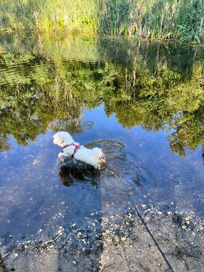 Hundetreffen-Hundekontakte- Training und Toben-Bild