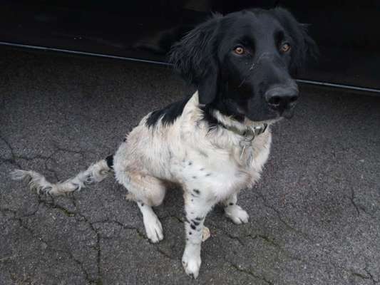 Hundetreffen-Spiel & Gassi in Parsberg-Bild