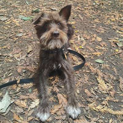 Giftköder-Mobile Tierbetreuung&Gassi-Service!-Bild