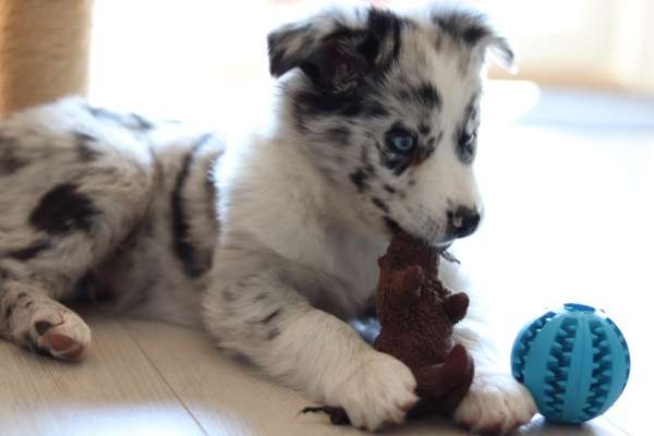 Welpen Bilder !-Beitrag-Bild