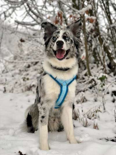 Die Dogorama Kalender Challenge Teil 2/4-Beitrag-Bild