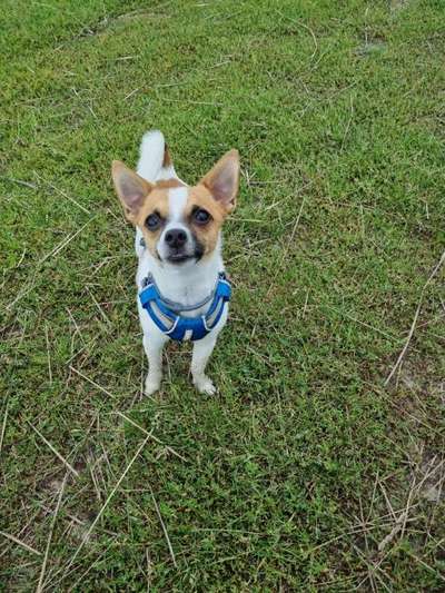 Hundetreffen-Zwergen Treffen, hunde bis max. 5 kg-Bild