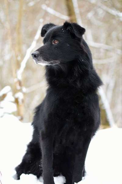 Wo sind die Aussies??-Beitrag-Bild