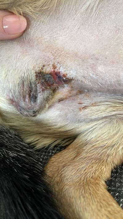 Kastration Wunde reinigen?-Beitrag-Bild