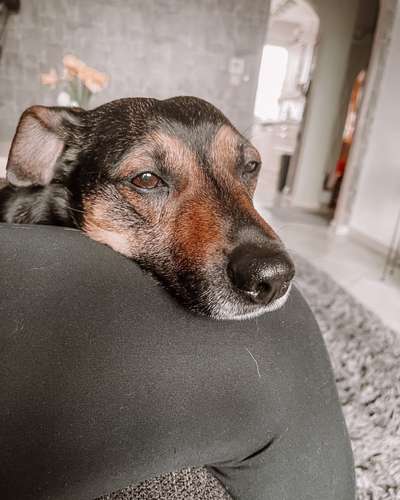 Liebeskranker Rüde-Beitrag-Bild