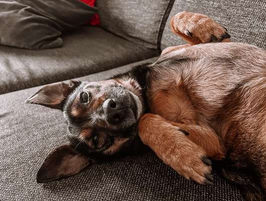 Hund schluckt viel-Beitrag-Bild