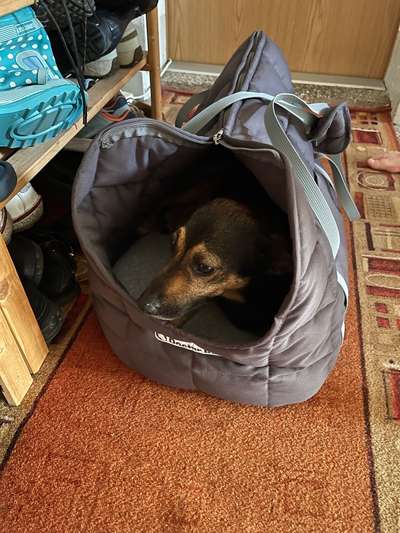 Zugfahren mit (kleinen) Cocker Spaniel - Zugticket?-Beitrag-Bild