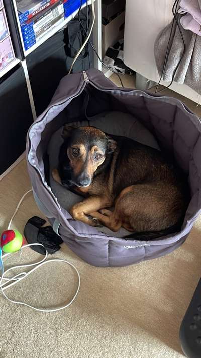 Zugfahren mit (kleinen) Cocker Spaniel - Zugticket?-Beitrag-Bild