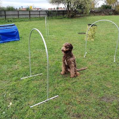 Hundetreffen-Hoopers Training (mit oder ohne Mitgliedschaft)-Bild