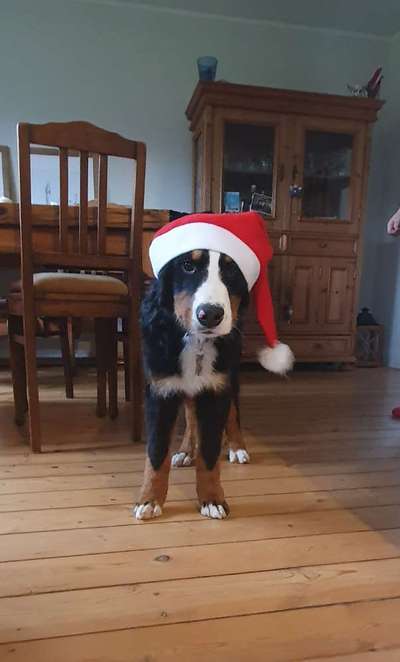 Challenge Nr. 8  Dein Hund im Weihnachtslook-Beitrag-Bild